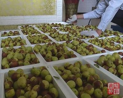 黃驊冬棗市場走俏深受消費者青睞