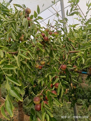 哪里的冬棗最好?山東沾化、河北黃驊、陜西大荔,還是山西、新疆江西或其他地方?