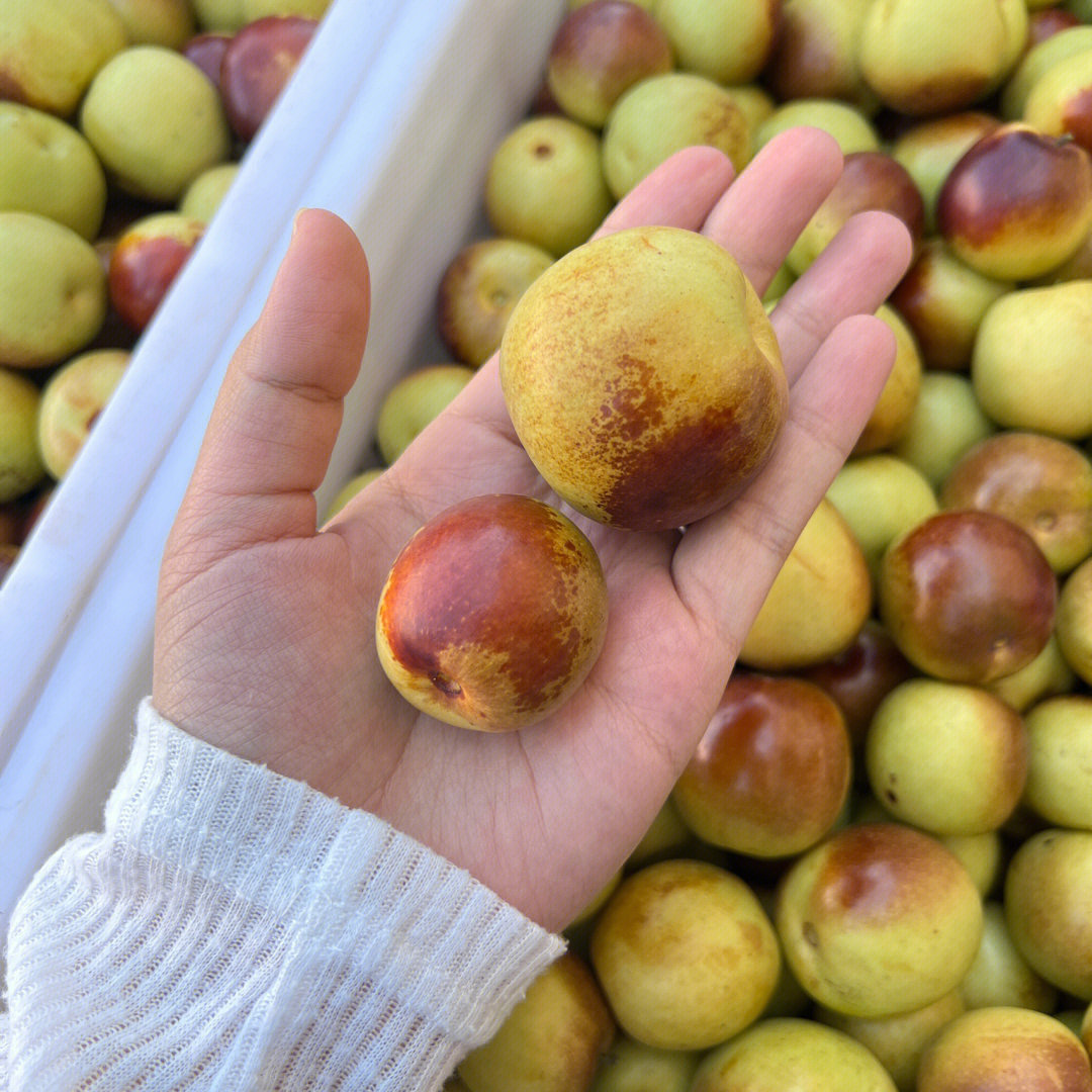 黃驊冬棗 凈重75斤裝的特色農(nóng)產(chǎn)品