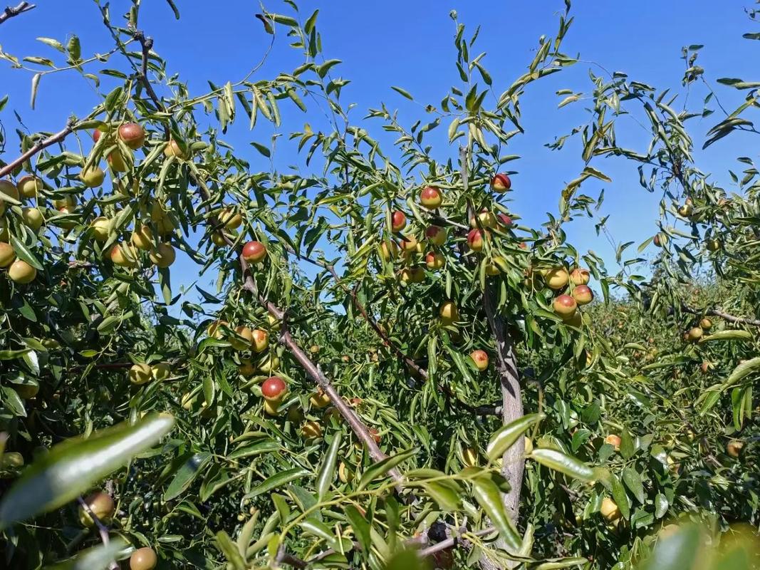 黃驊冬棗 脆甜多汁，現摘現發的新鮮美味