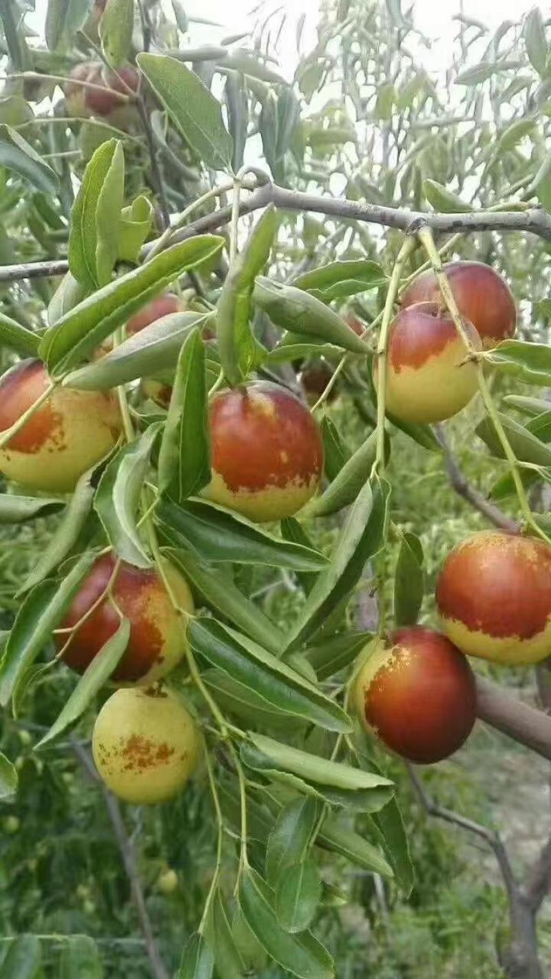 滄州黃驊冬棗 一口咬下，滿嘴的清甜與實(shí)力