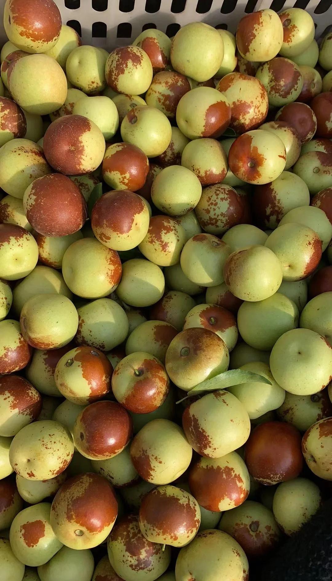 黃驊冬棗鮮到爆！舌尖速遞，領(lǐng)略冰甜脆爽的秋日珍饈