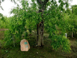 黃驊聚館冬棗 品味千年古樹(shù)的甜蜜傳奇