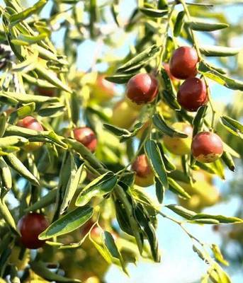 黃驊脆冬棗造富記 一顆小紅果，如何成就富民大產(chǎn)業(yè)？