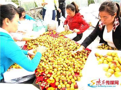 十年磨礪，沙地生金 從大荔冬棗到黃驊冬棗的產(chǎn)業(yè)名片之路