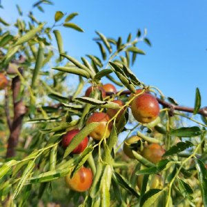 黃驊聚館冬棗哥 一枚冬棗背后的匠心與堅(jiān)守